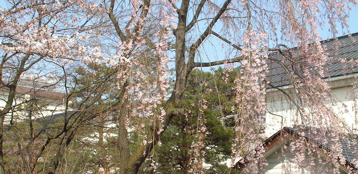 花春の枝垂桜