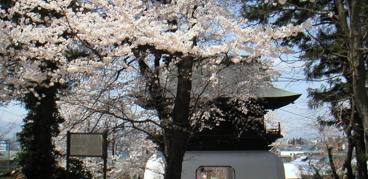 善龍寺の桜